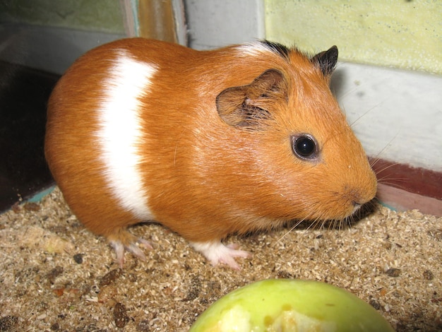 A imagem de um lindo porquinho de Guiné castanho