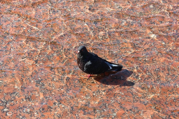 A imagem do pombo lavando na água