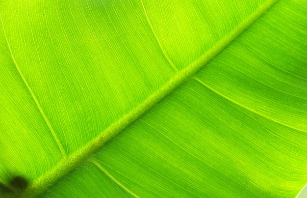 A imagem macro fechou a textura do verso da folha com gotas de água