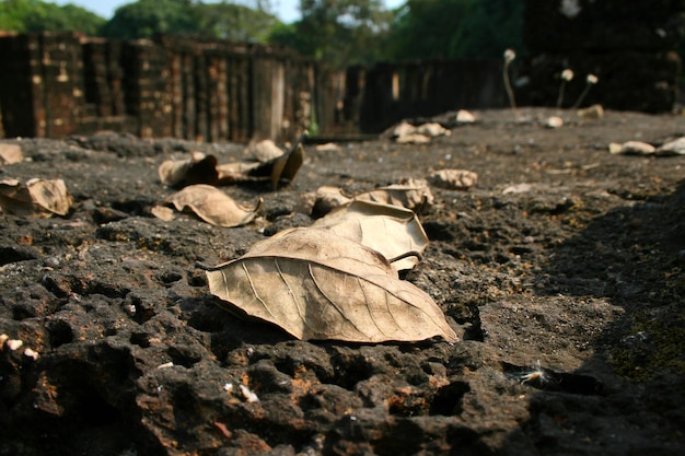 A imagem mostra os belos detalhes.