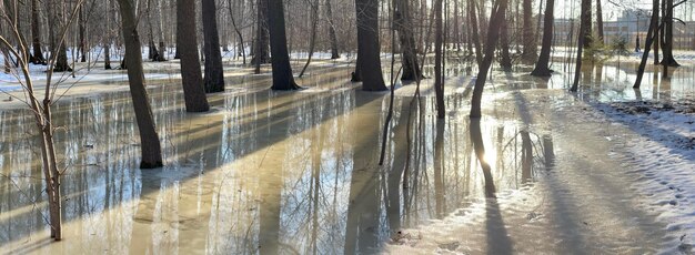 A imagem panorâmica do parque primavera, troncos pretos de árvores ficam na água, tempo ensolarado, longas sombras de árvores, ninguém. Foto de alta qualidade