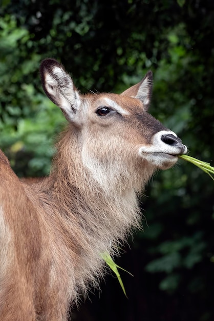 A Impala fêmea está comendo grama