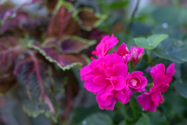 A inflorescência de cabeça de flor rosa do pelargonium também conhecida como pelargonium A planta na foto é uma das muitas variedades de Pelargonium zonale floristicum