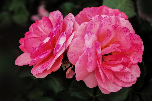 A inflorescência de delicadas rosas escarlates inclinou a cabeça sob uma leve brisa e
