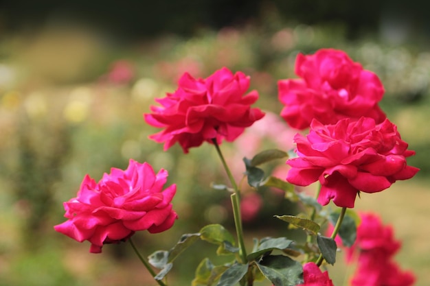 A inflorescência de rosas vermelhas se alegra ao sol