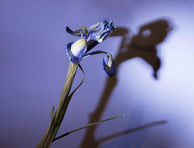 Foto a íris moribunda e a sua sombra contra uma parede cinza-azul