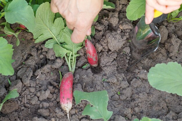 A jardineira está cavando rabanete vermelho maduro no jardim usando uma pequena espátula de mão Vista superior