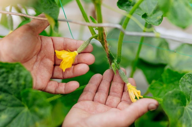 A jardineira feminina cultiva pepinos o conceito de agricultura de jardinagem e cultivo de pepinos fechar