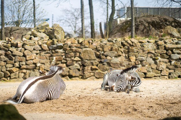 A jovem linda zebra dorme no fundo do chão