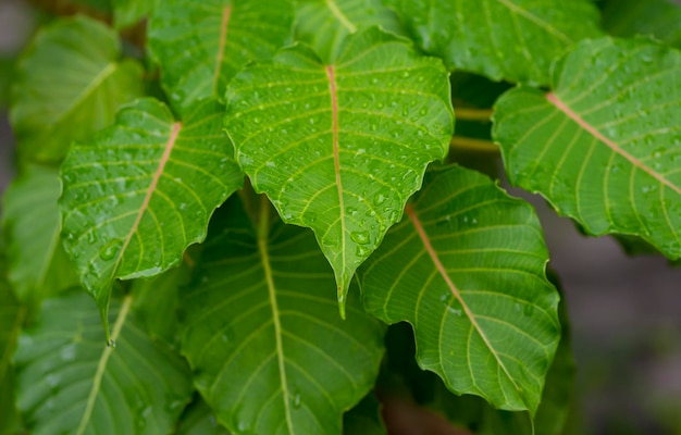 A Kalpataru Ficus religiosa bodhi árvore folhas verdes foco selecionado Fundo natural e papel de parede