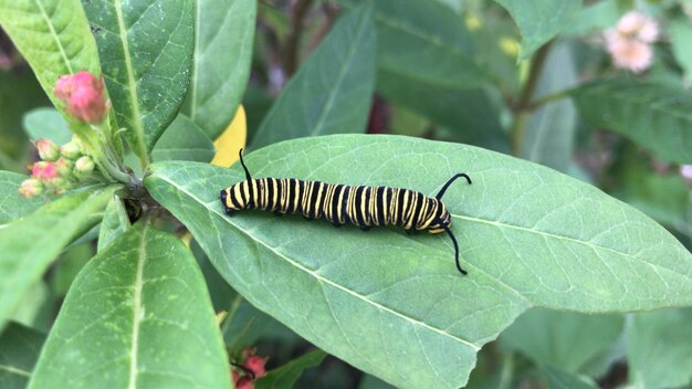 Foto a lagarta da borboleta monarca em folhas de alga