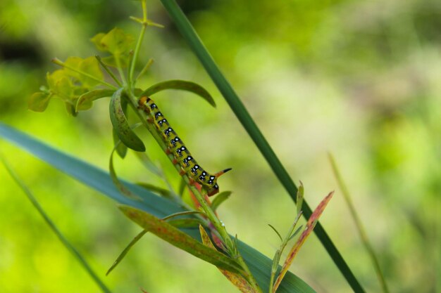 A lagarta rasteja em uma planta verde