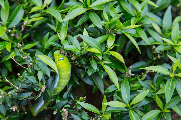 A lagarta verde. Escondido no mato verde. Com listras brancas ao lado.