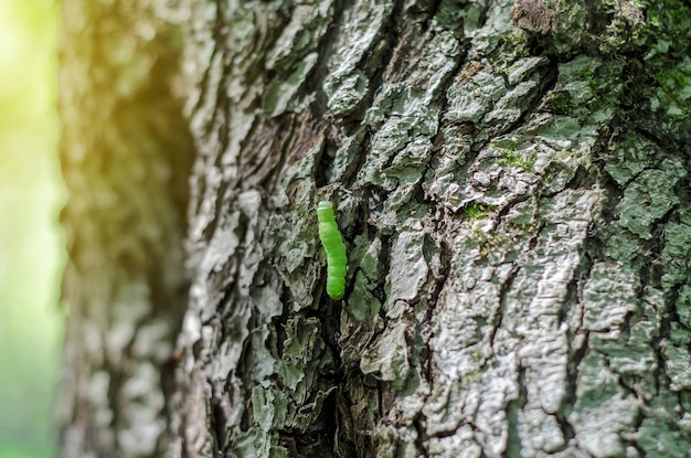 A lagarta verde pequena rasteja ao longo da árvore