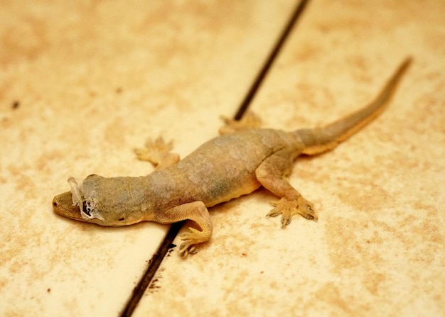 A lagartixa de cauda chata ou hemidactylus platyurus adulto começa a perder a pele na cabeça