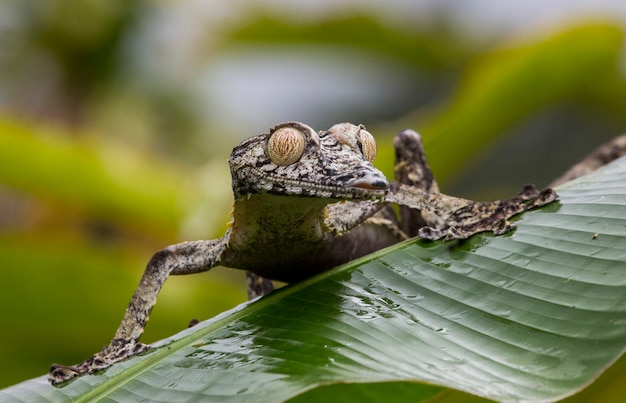 A lagartixa-de-cauda-folha está pousada sobre uma grande folha verde. madagáscar.