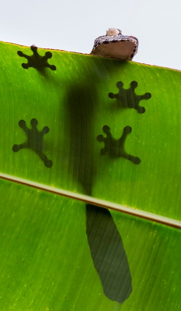 A lagartixa-de-cauda-folha está pousada sobre uma grande folha verde. madagáscar.