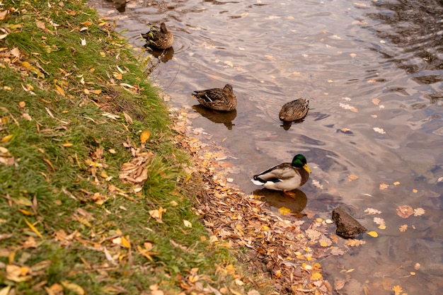 A lagoa de outono é uma lagoa, um rio, um riacho coberto de folhas amarelas caídas