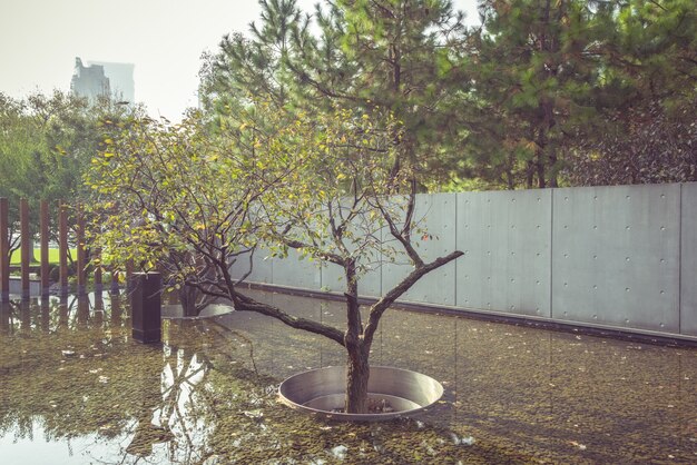 A lagoa e as plantas no parque