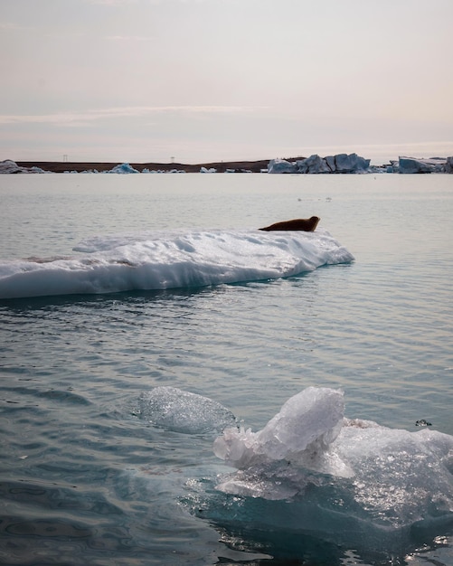 A lagoa glacial de Jokulsarlon no verão, a língua glacial e o céu ao fundo