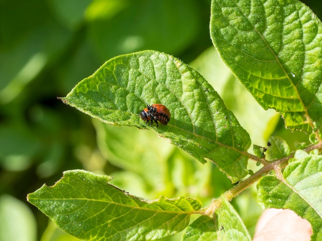 A larva do besouro da batata do Colorado em uma folha de batata verde no verão em um dia ensolarado. Pragas de insetos