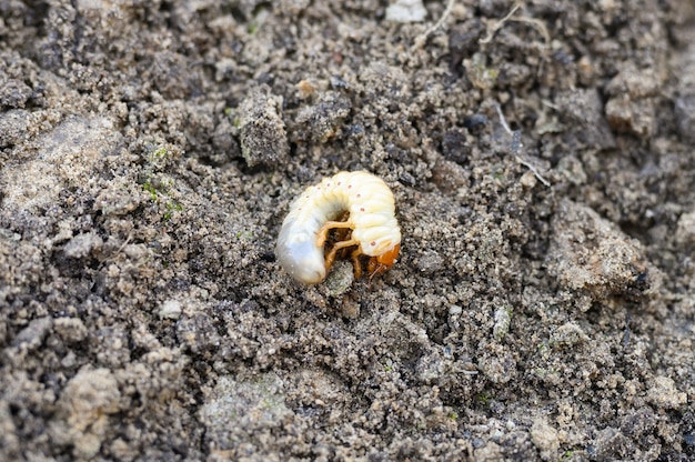 A larva do pode besouro ou percevejo na primavera de solo solto no jardim