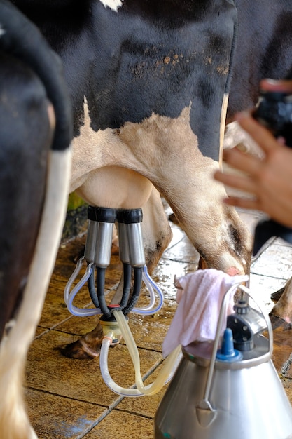 A leiteira na fazenda pela máquina de ordenha