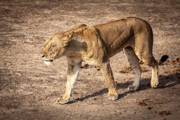 A leoa caminha pela savana