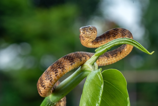 A lesma com quilha comendo cobra enrolada em um galho de árvore