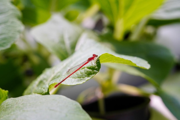 A libélula de agulha vermelha na folha vegetal. Ceriagrion tenellum De Villers