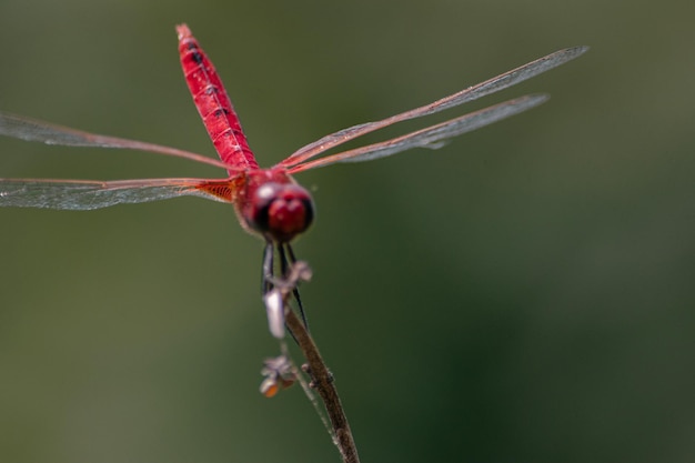 a libélula de cor vermelha no pequeno galho de árvore velha na foto da natureza