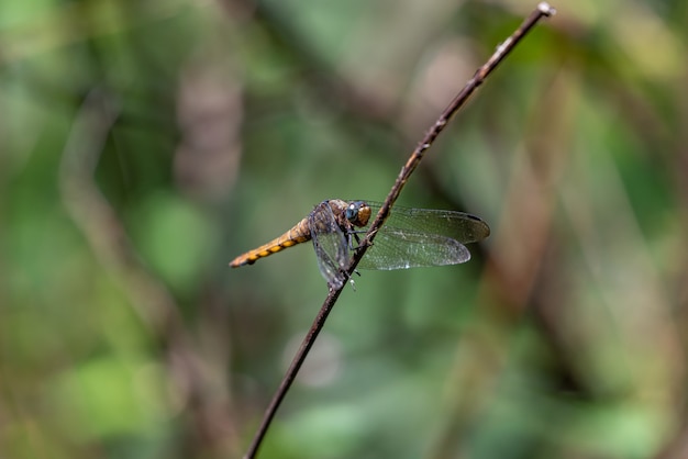 A libélula em repouso atracou na ponta do galho no fundo escuro.