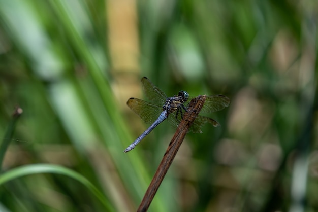 A libélula em repouso atracou na ponta do galho no fundo escuro.