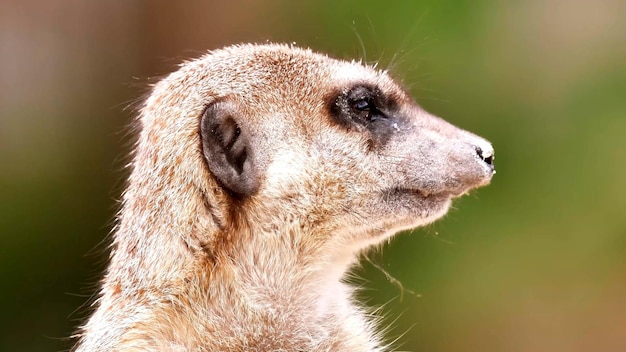 A linda foto de perfil do suricato