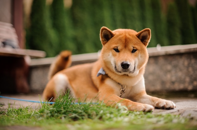 A linda Shiba Inu com a borboleta azul na coleira