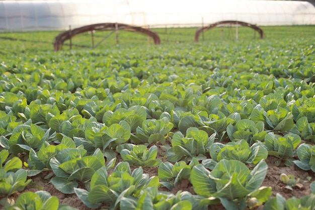 A linha de cabeças de repolho verde cresce no campo plantado no início da primavera Alimentação Saudável