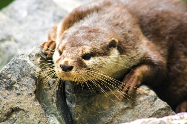 A lontra de garras pequenas deite-se e descanse enfiada em uma rocha