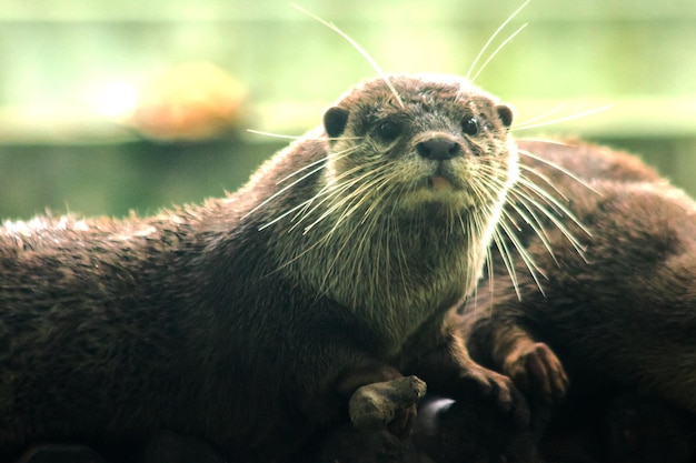 A lontra de garras pequenas é a menor lontra do mundoxAxA