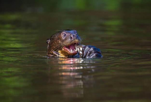 A lontra gigante está comendo peixe na água