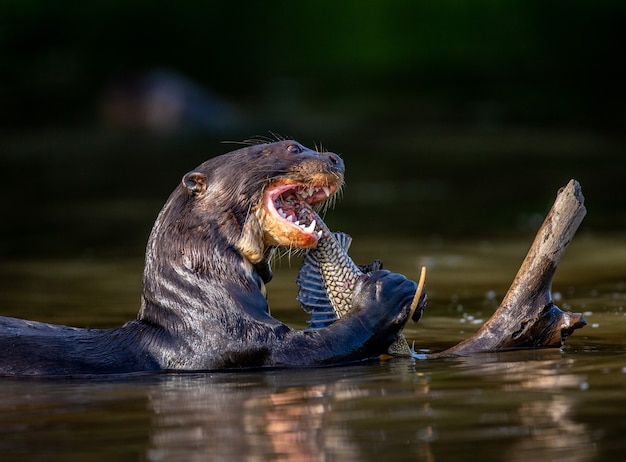 A lontra gigante está comendo peixe na água