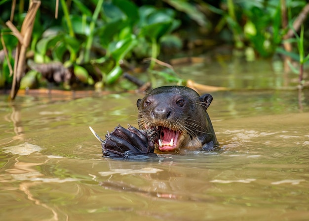 A lontra gigante está comendo peixe na água