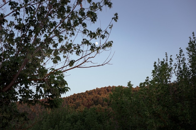 A lua cercada pelos galhos de uma árvore ao pôr do sol