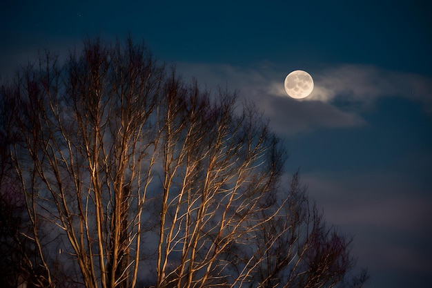 A luz da lua cheia ilumina os galhos das árvores num céu noturno escuro.