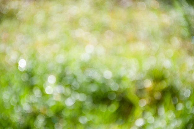 A luz do dia desfocada e abstrata das gotas de orvalho no topo da grama pela manhã é beleza colorida verde brilhante com bokeh de fundo desfocado no jardim com imagens de paisagem a cada verão