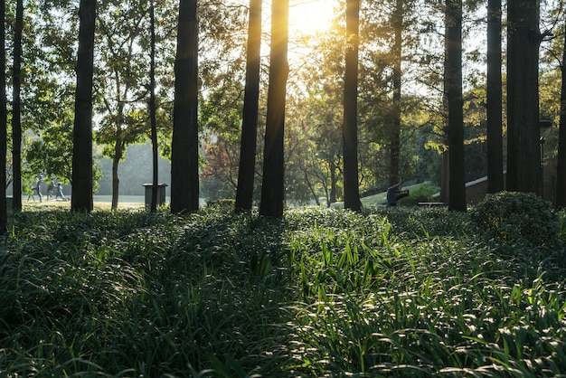 A luz do sol atravessa a floresta