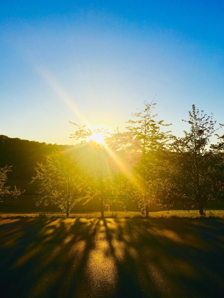 Foto a luz do sol atravessando as árvores contra o céu claro