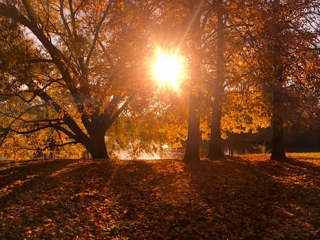 Foto a luz do sol atravessando as árvores durante o outono