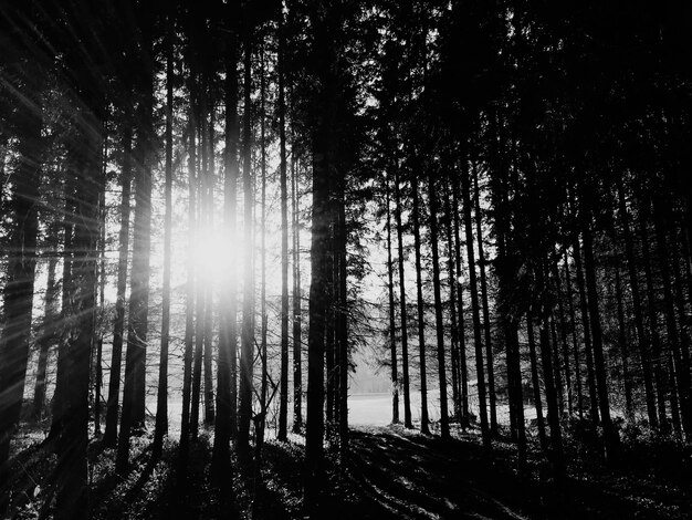 Foto a luz do sol atravessando as árvores na floresta