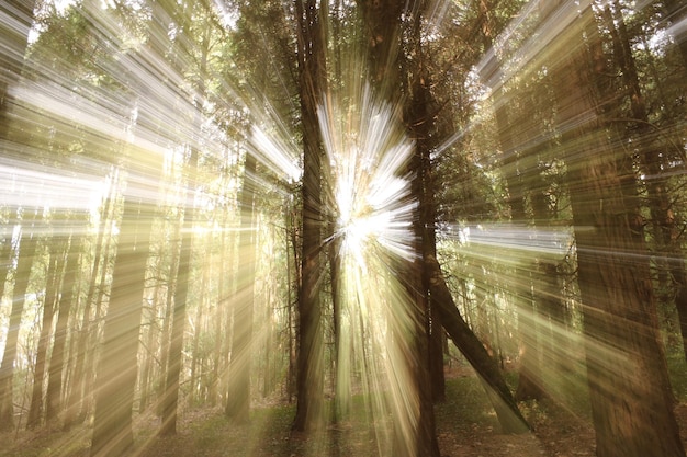 Foto a luz do sol atravessando as árvores na floresta