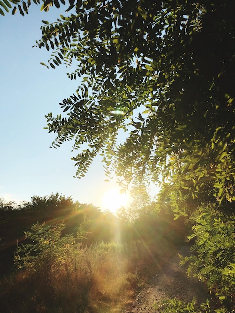 A luz do sol atravessando as árvores na floresta